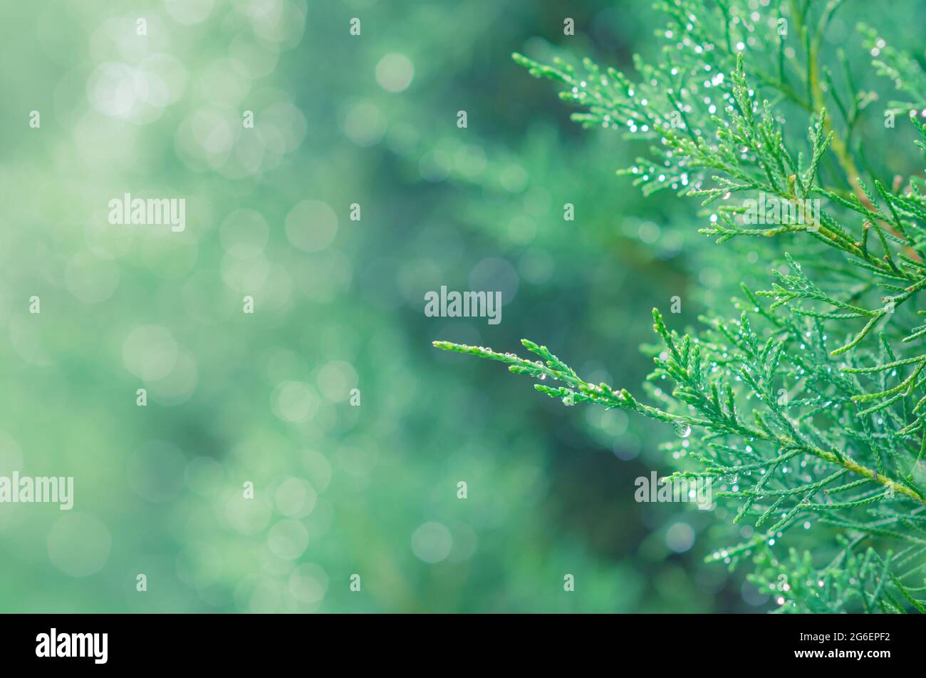 Feuilles vertes fraîches de Savin Juniper avec goutte d'eau sur les feuilles et lumière de bokeh. Banque D'Images