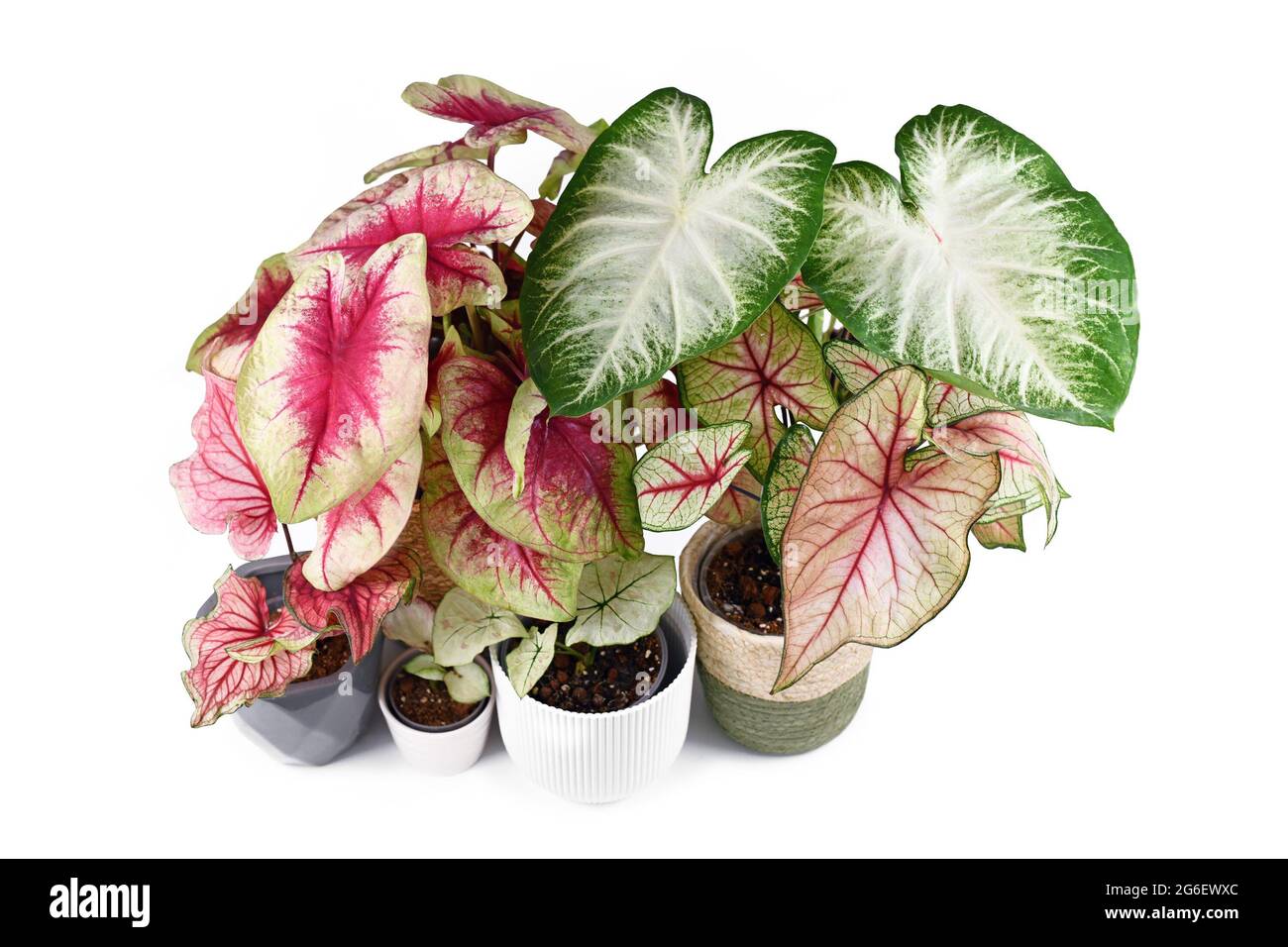 Plantes de Caladium exotiques colorées dans des pots de fleurs isolés sur fond blanc Banque D'Images