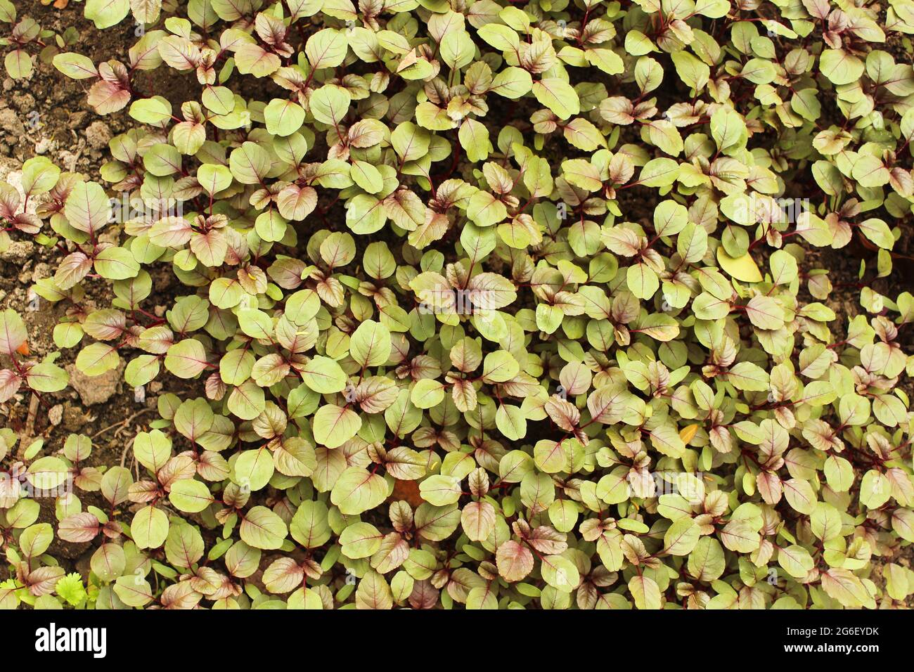 Amaranthus gangeticus plantes dans le domaine agricole dans la nature Banque D'Images