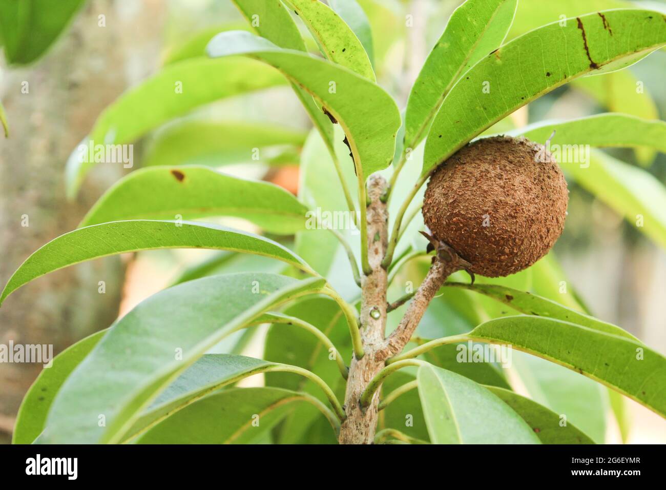 Fruit de Sapodilla sur branche d'arbre Banque D'Images
