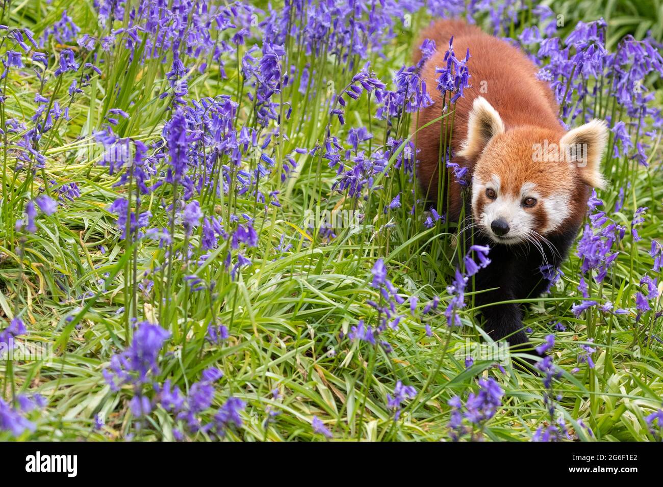 Panda rouge Banque D'Images