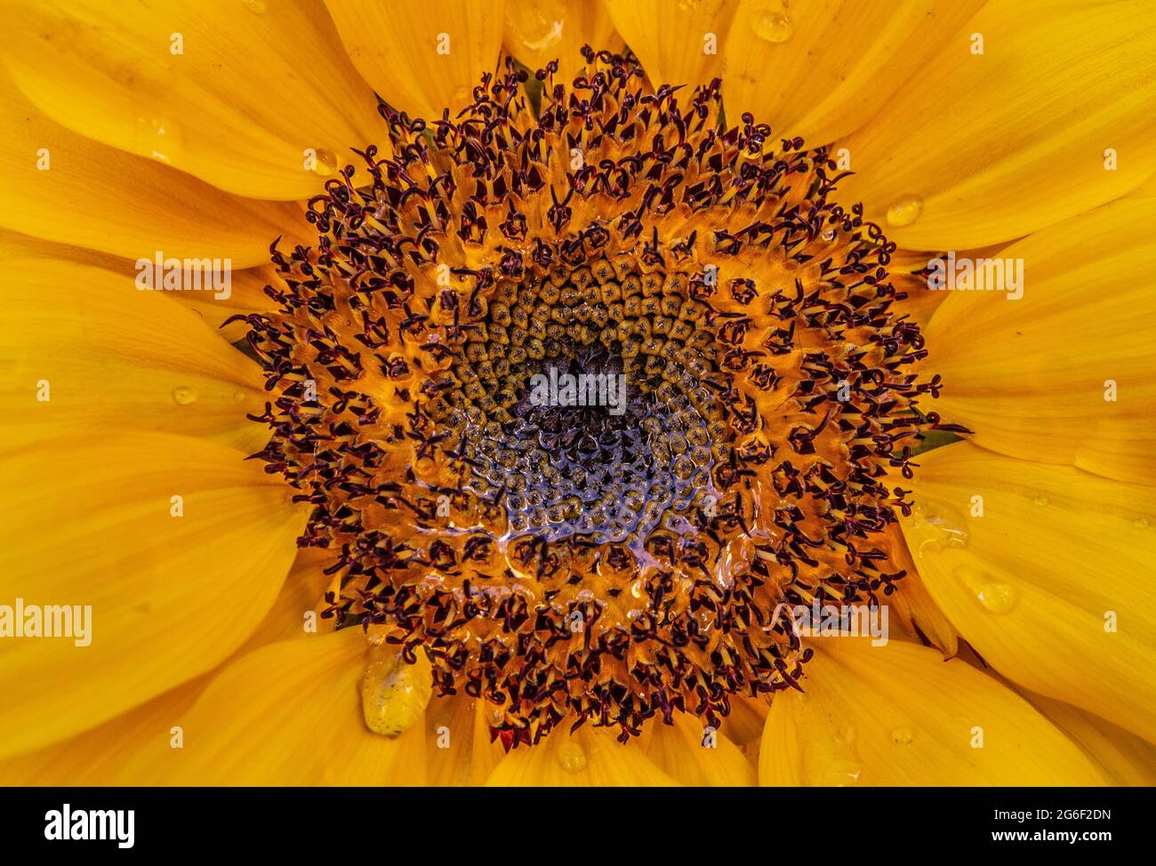 Gros plan sur les fleurs du soleil Banque D'Images