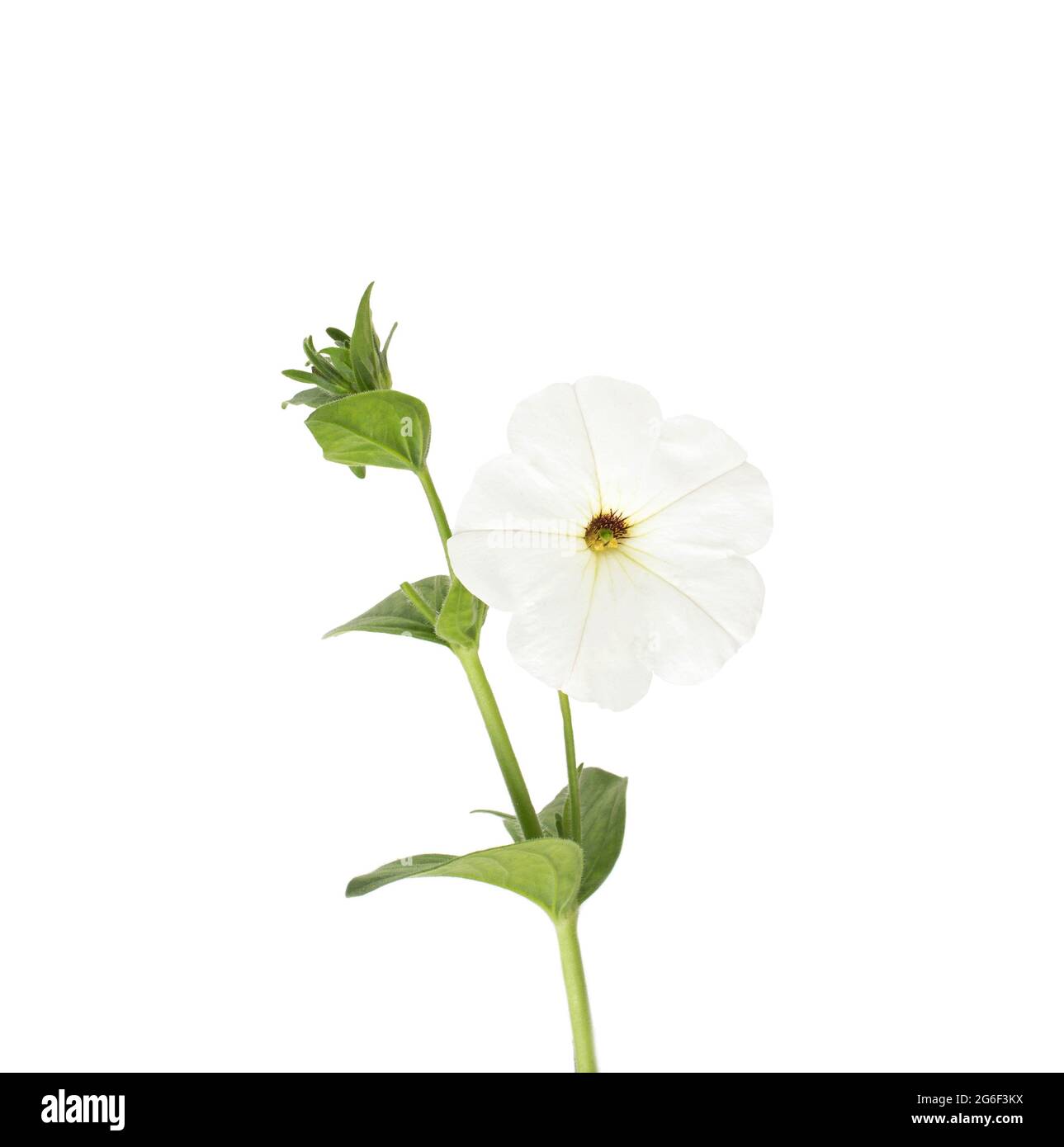 Belle fleur blanche avec tige verte sur fond blanc, isoler, gros plan,  botanique Photo Stock - Alamy