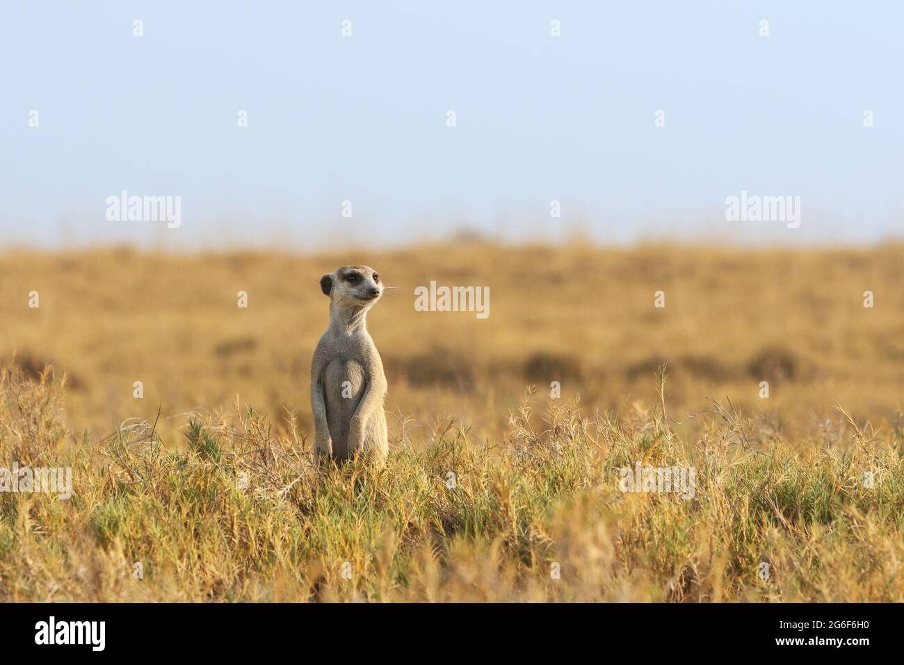 Meerkat debout et balayage de la zone. Makgadikgadi pans, Botswana, Afrique Banque D'Images