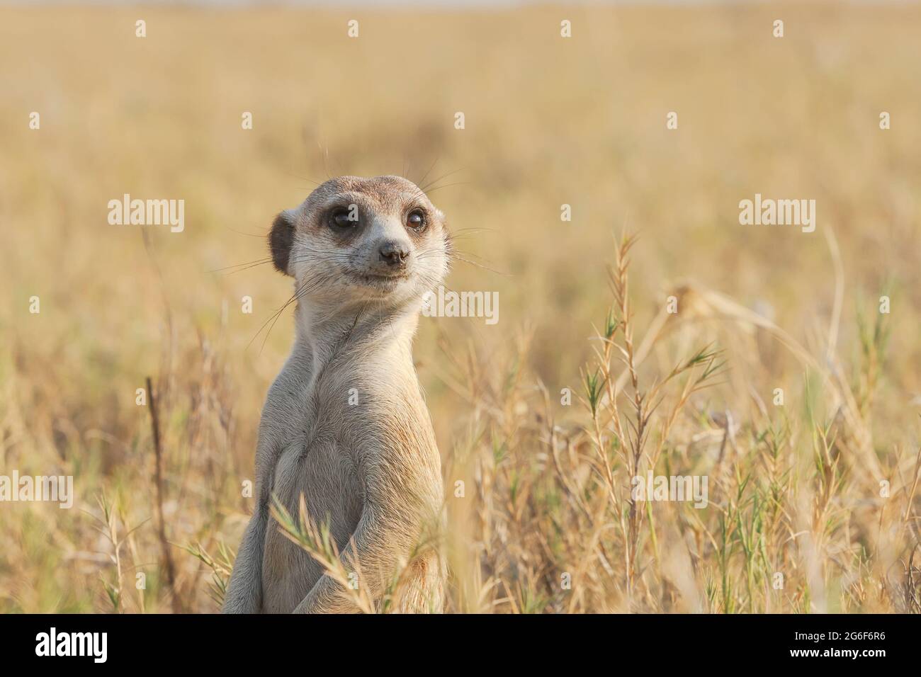 Le mignon Meerkat debout près de la tête avait la moitié du corps. Vue de face de la suricatta. Makgadikgadi pans, Botswana, Afrique Banque D'Images