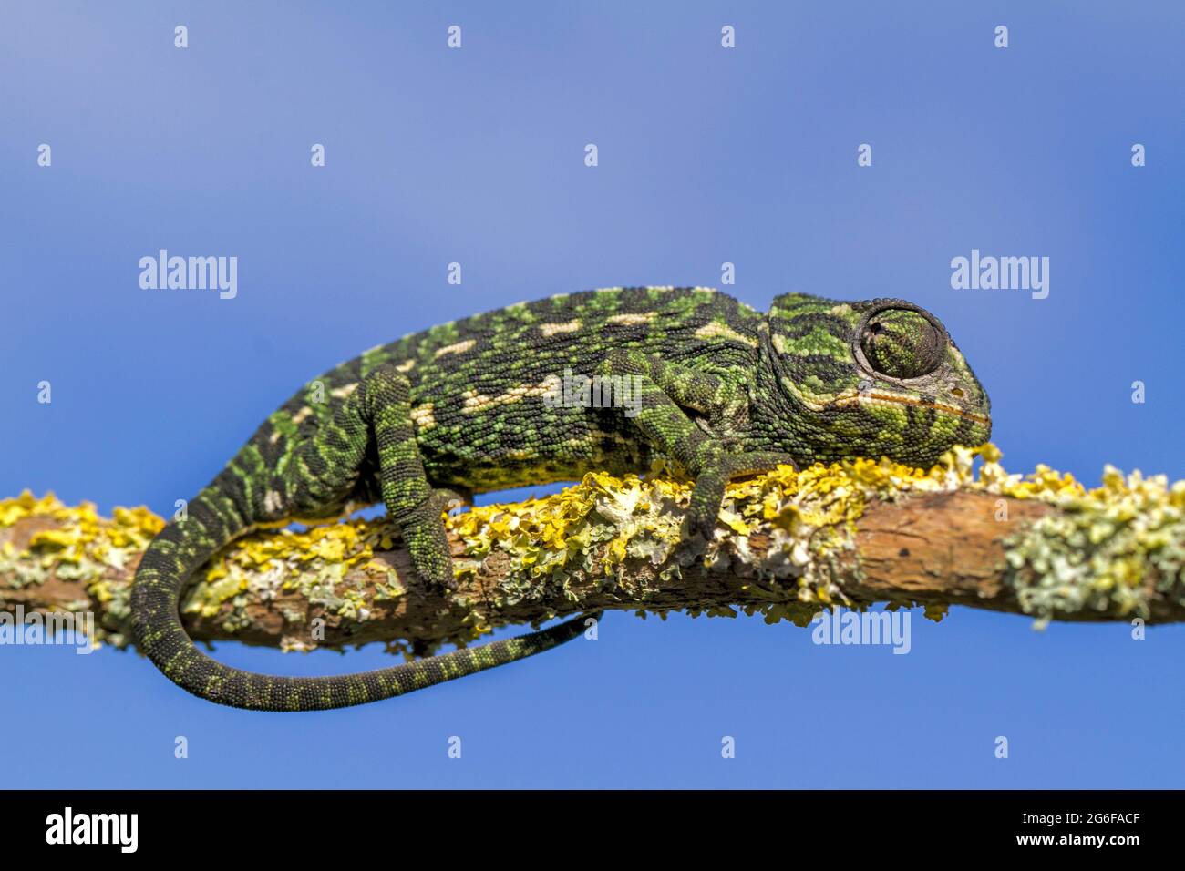 Bebe Cameleon Banque D Image Et Photos Alamy Bebe Cameleon Banque D Image Et Photos Alamy