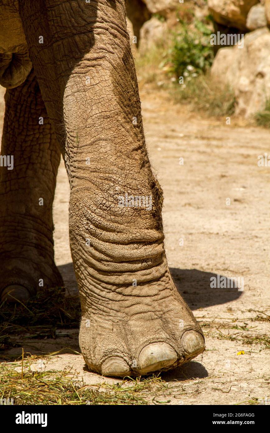 Elephant paw Banque de photographies et d'images à haute résolution - Alamy