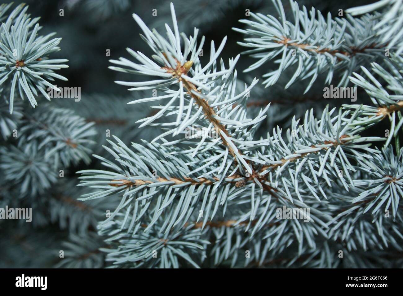 Magnifique texture de l'épinette bleue, arbre de Noël. Banque D'Images