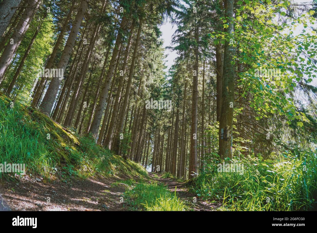Escapade d'un week-end aux sentiers de randonnée de la forêt de Hochsauerlandkreis Banque D'Images