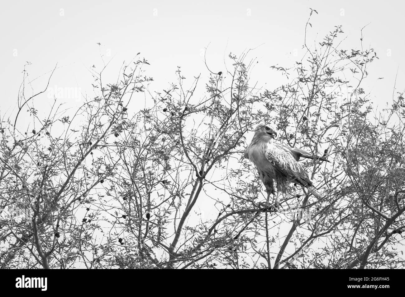 Buteo rufinus ou Buteo rufinus en noir et blanc pendant la migration hivernale au sanctuaire de chapars tal churu rajasthan inde Banque D'Images