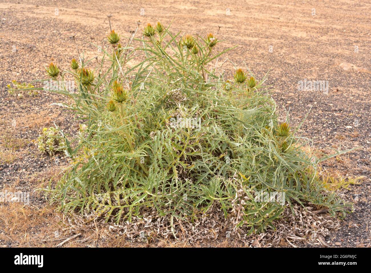 Le cardoon sauvage (Cynara cardunculus) est une plante herbacée vivace. Cette photo a été prise à l'île de Lanzarote, aux îles Canaries, en Espagne. Banque D'Images