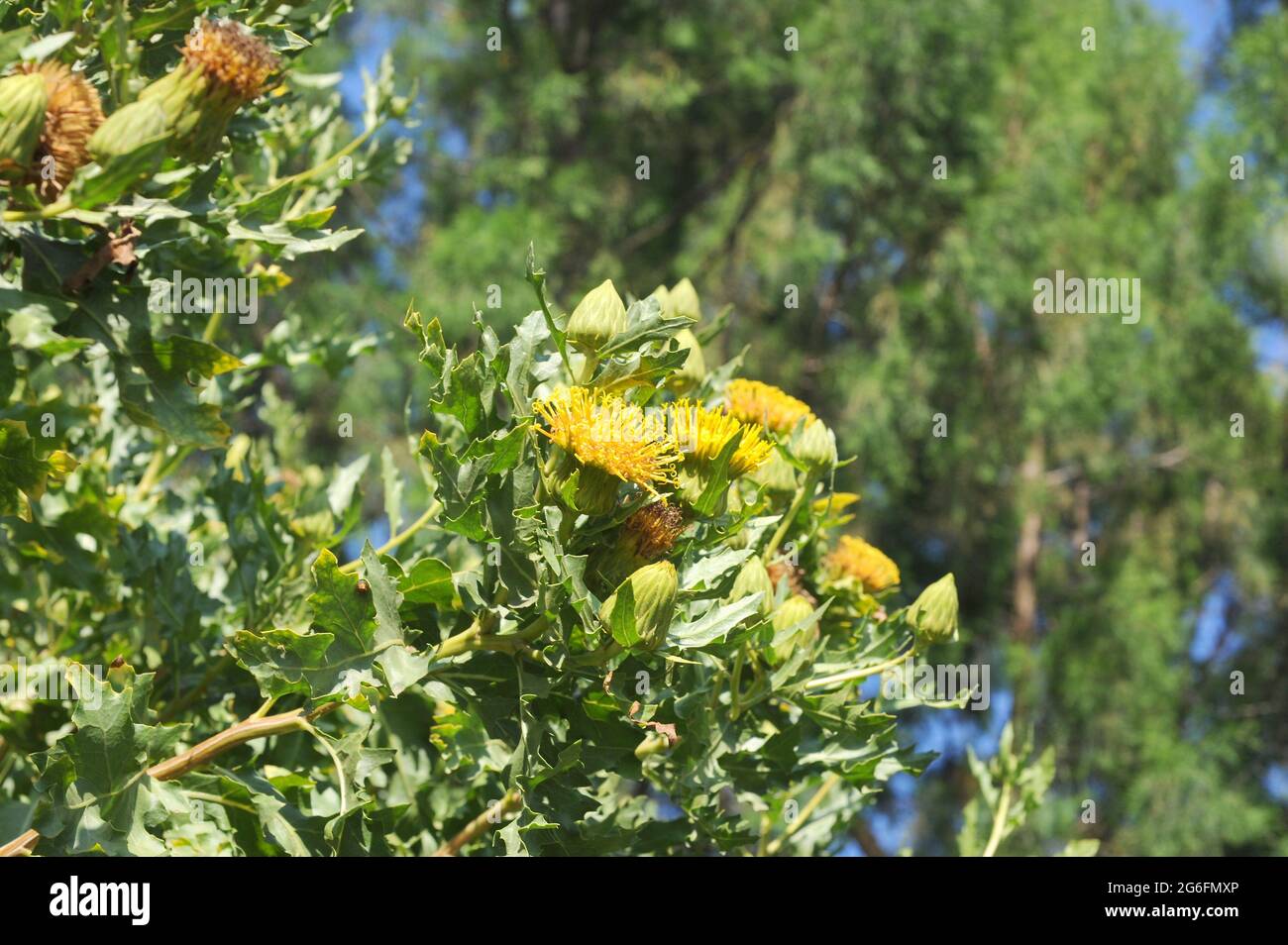 Warionia saharae est un arbuste aromatique endémique au Maroc et en Algérie. Plante à fleurs. Banque D'Images