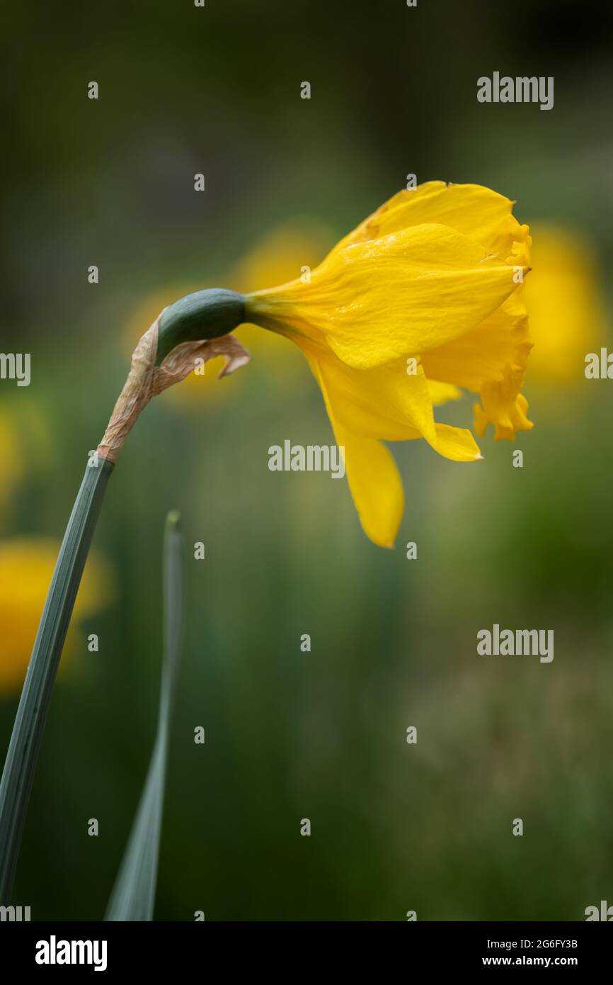 Narcisse Dutch Master jaune jonquille fleur, famille: Amaryllidaceae, macro-shot. Banque D'Images