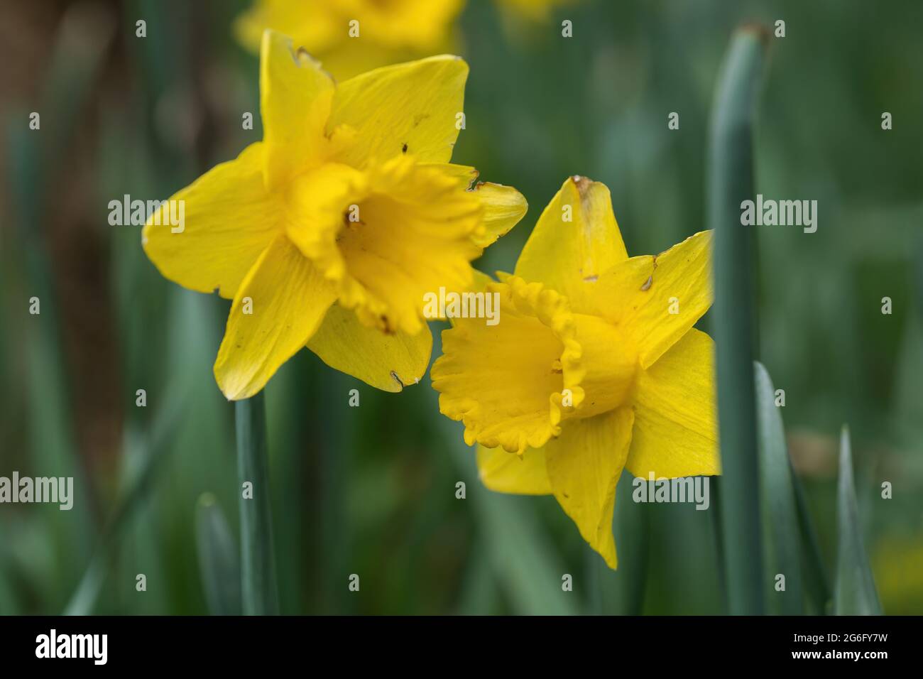 Narcisse Dutch Master fleurs de jonquille jaune, famille: Amaryllidaceae Banque D'Images