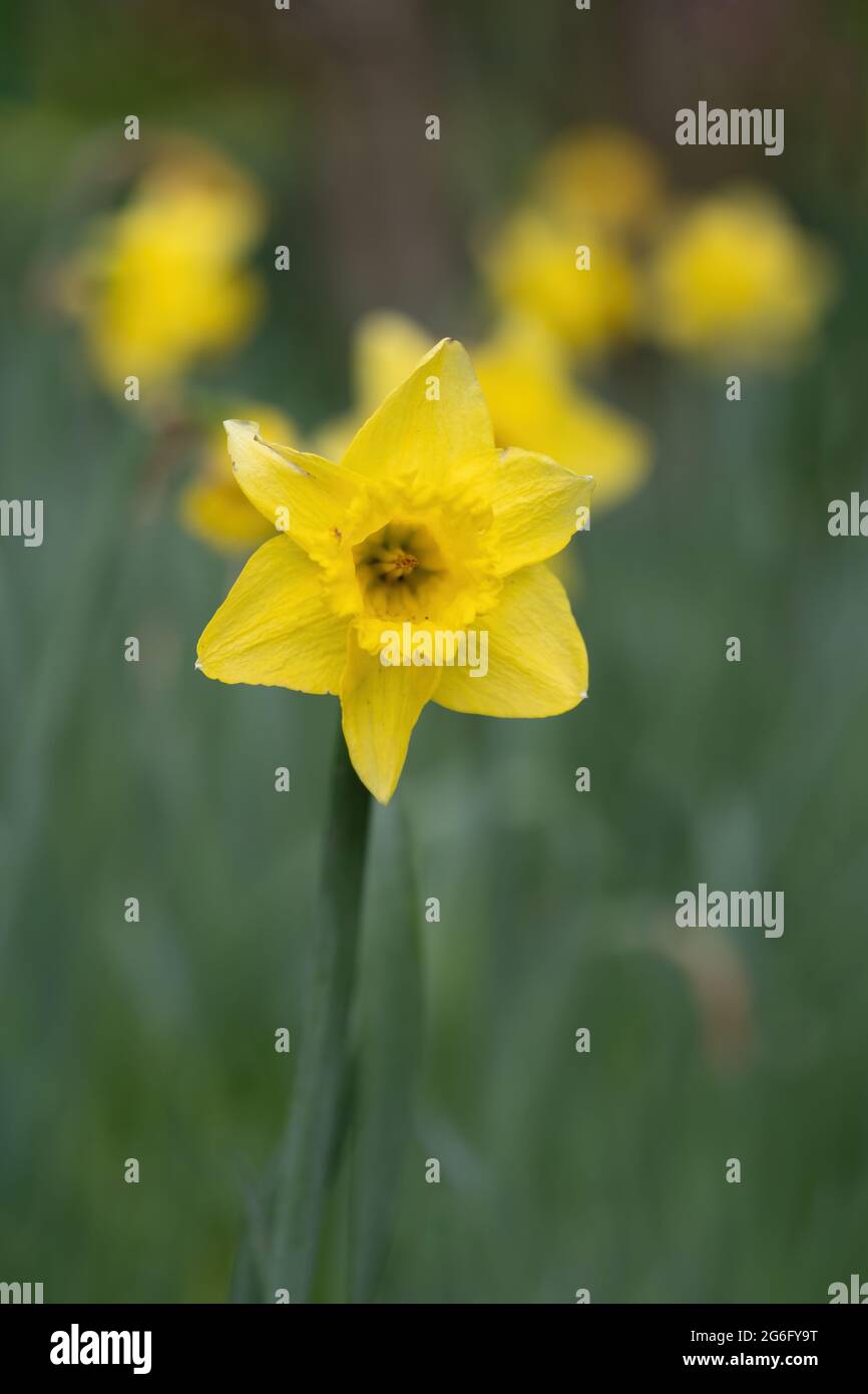 Narcissus Dutch Master fleur de jonquille jaune, famille: Amaryllidaceae Banque D'Images