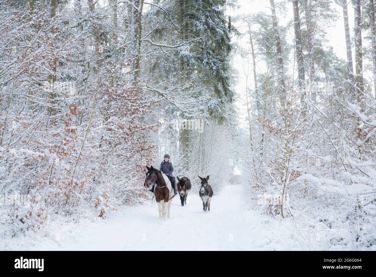 Les ânes suivent une fille à cheval sur un sentier enneigé Banque D'Images
