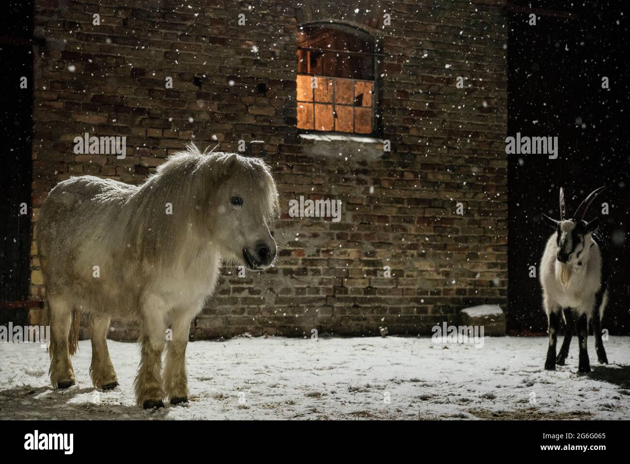 Poney et chèvre dans la neige à l'extérieur de la grange la nuit Banque D'Images