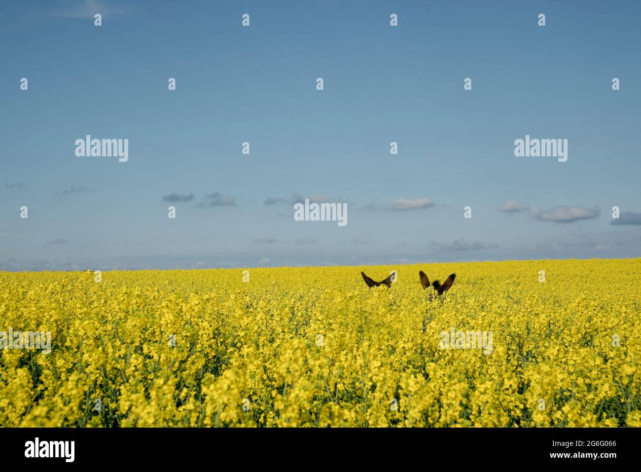 Oreilles ânes au-dessus du champ de canola jaune vif Banque D'Images