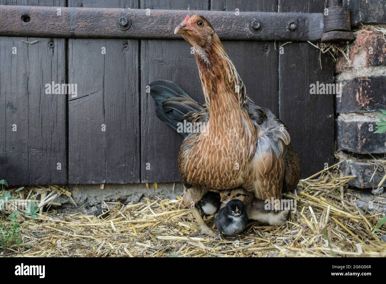 Poulet portrait protégeant les poussins Banque D'Images