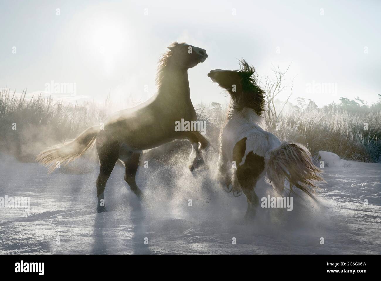 Des chevaux espiègles qui s'élevent dans un champ d'hiver ensoleillé et enneigé Banque D'Images