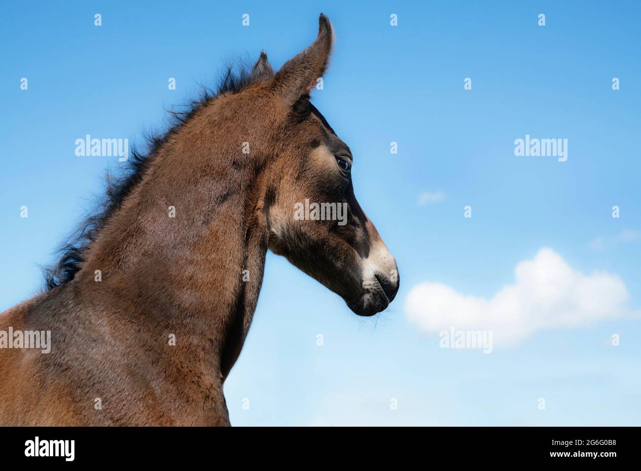 Cheval poulain brun contre ciel bleu Banque D'Images