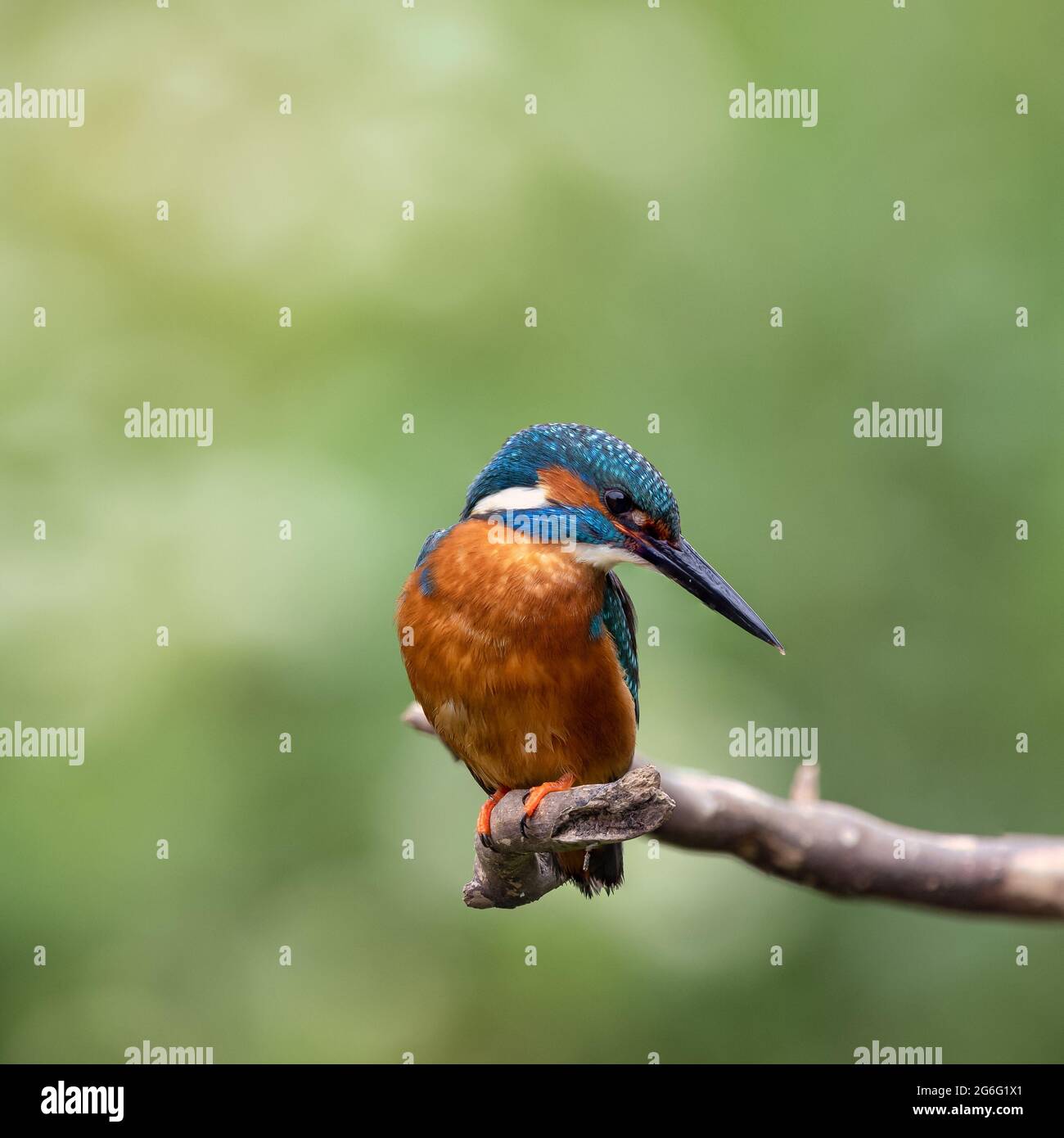Les pêcheurs de rois dans la campagne du Royaume-Uni Banque D'Images