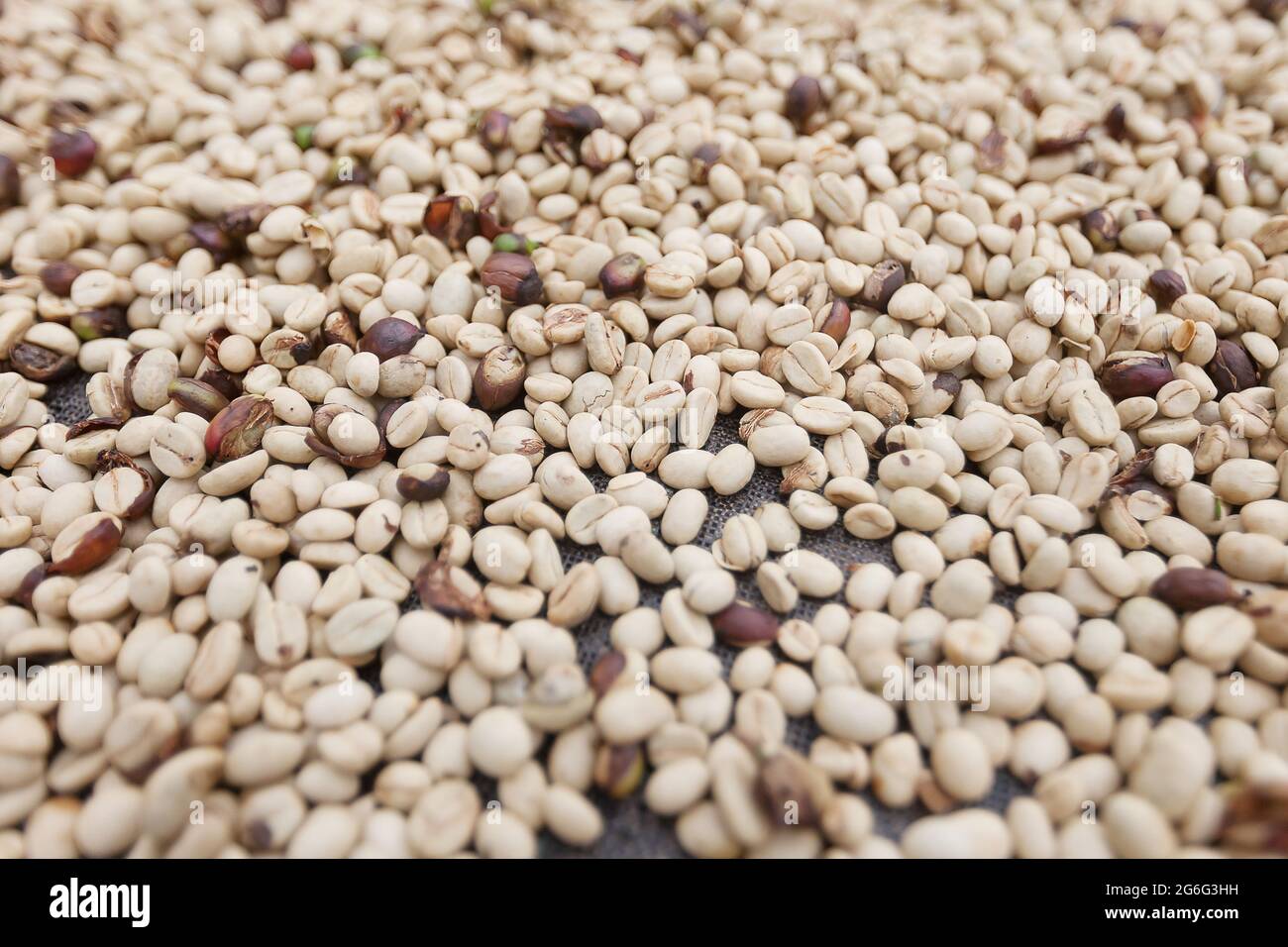 Séchage des grains de café blancs crus sur une grille. Grains de café frais dans une ferme biologique en Colombie. Arrière-plan avec grains de café crus. Processus de mûrissement de l'éco-cof Banque D'Images