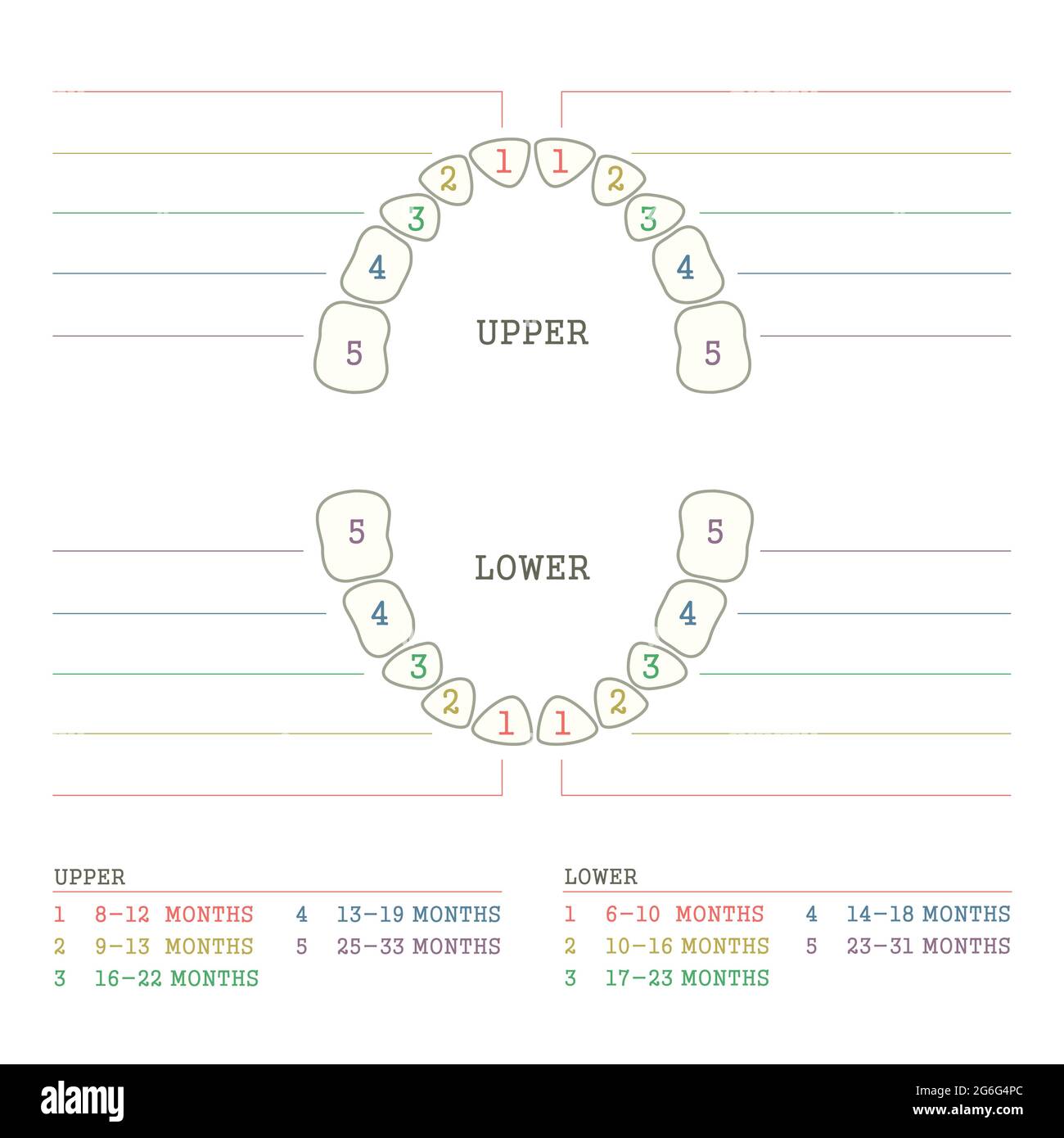 Dents primaires des enfants, calendrier de l'éruption des dents de bébé. Infographies de Сhildren en dentisterie Illustration de Vecteur