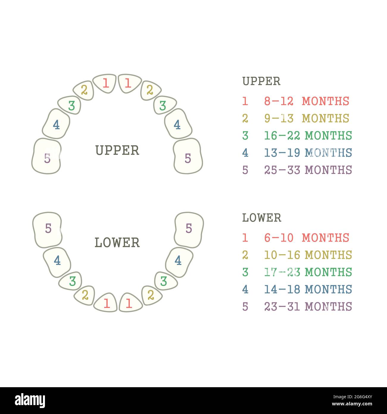 Dents Primaires Des Enfants Calendrier De L Eruption Des Dents De Bebe Infographies De Shildren En Dentisterie Image Vectorielle Stock Alamy Dents Primaires Des Enfants Calendrier De L Eruption Des Dents De Bebe Infographies De Shildren En Dentisterie Image Vectorielle Stock Alamy