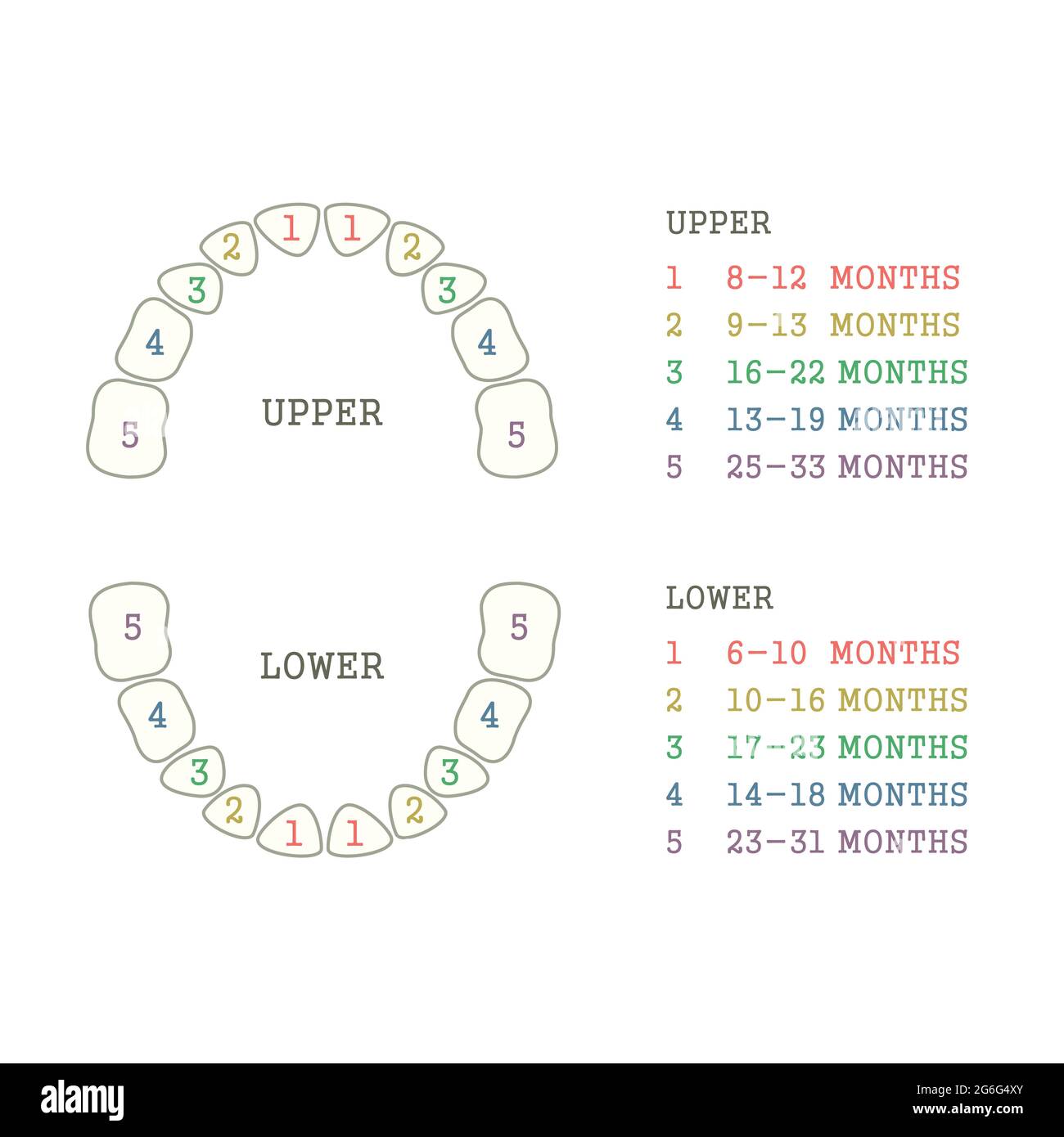 Dents primaires des enfants, calendrier de l'éruption des dents de bébé. Infographies de Сhildren en dentisterie Illustration de Vecteur