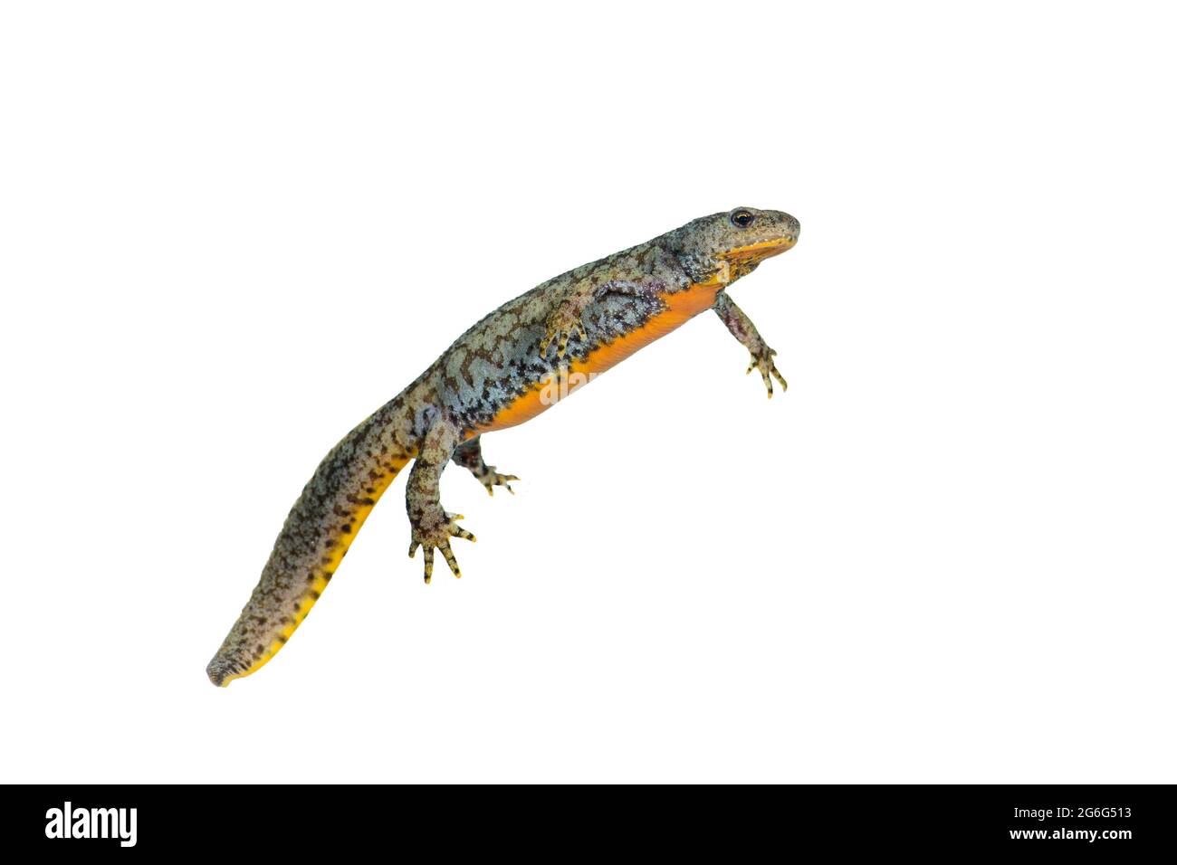Nouveau-pied alpin (Triturus alpestris, Ichthyosaura alpestris, Mesotriton alpestris), portrait intégral, découpe, Allemagne Banque D'Images