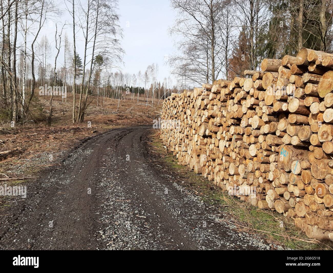 Épinette de Norvège (Picea abies), grumes d'épinette empilées sur une route forestière, Allemagne Banque D'Images
