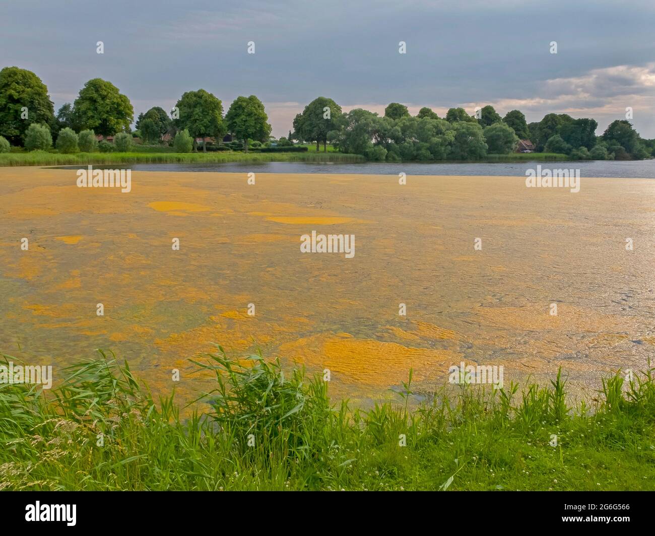 Les algues brunes sur l'étang du village de Kittlitz sont un signe de forte surfertilisation, Allemagne, Schleswig-Holstein, Kittlitz Banque D'Images