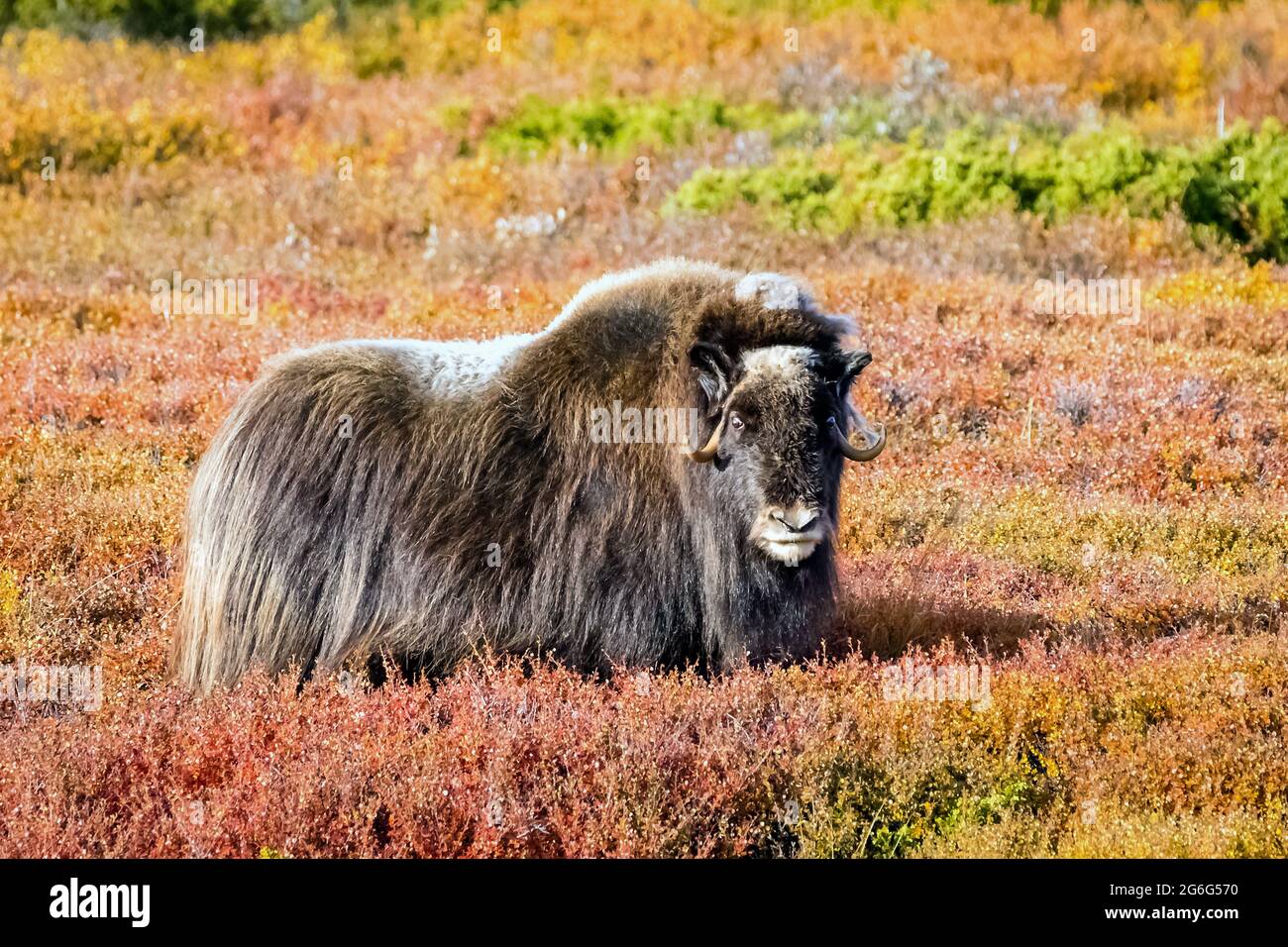 Le boeuf musqué (Ovibos moschatus), se dresse dans la toundra, contact oculaire, Norvège, Parc national de Dovrefjell Sunndalsfjella Banque D'Images