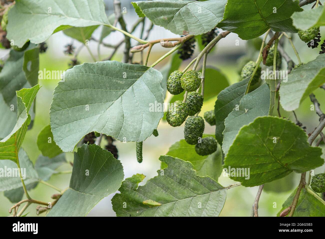 Pin noir d'Europe, l'aulne (Alnus glutinosa), de la direction générale avec les fruits immatures, Allemagne Banque D'Images