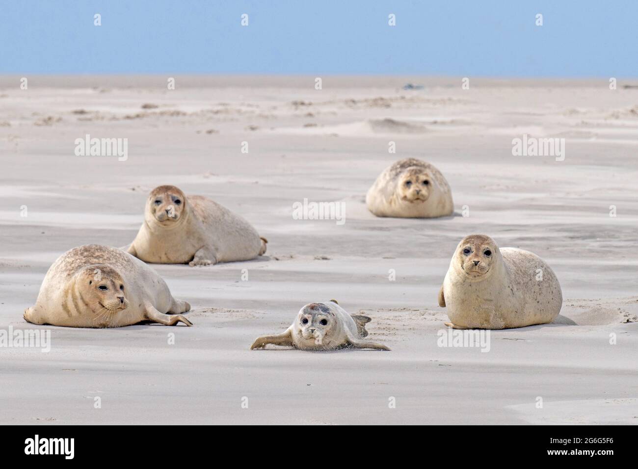 Phoque commun, phoque commun (Phoca vitulina), cinq phoques communs sur un banc de sable dans la mer de wadden, Allemagne, Schleswig-Holstein, Schleswig-Holstein Wadden Banque D'Images