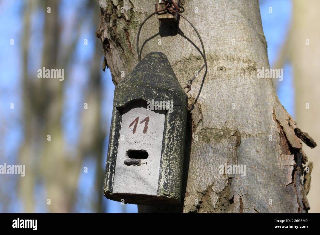 Boîte de nidification artificielle de chauve-souris sur un tronc d'arbre, Allemagne Banque D'Images