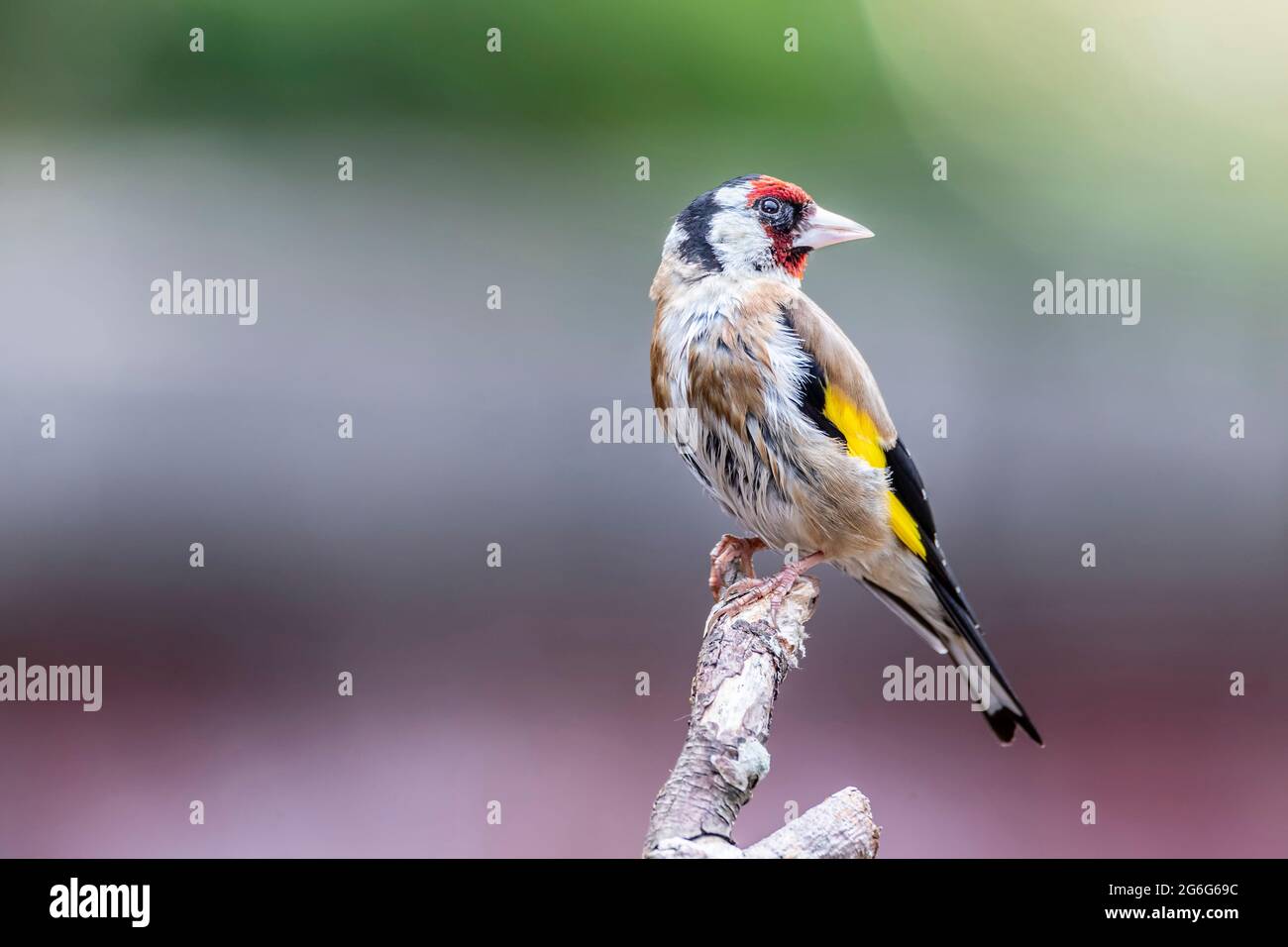 Adulte Goldfinch Carduelis caduelis (Fringillidae) perçant sur du bois mort avec un arrière-plan hors foyer, Northampton, Angleterre, Royaume-Uni. Banque D'Images