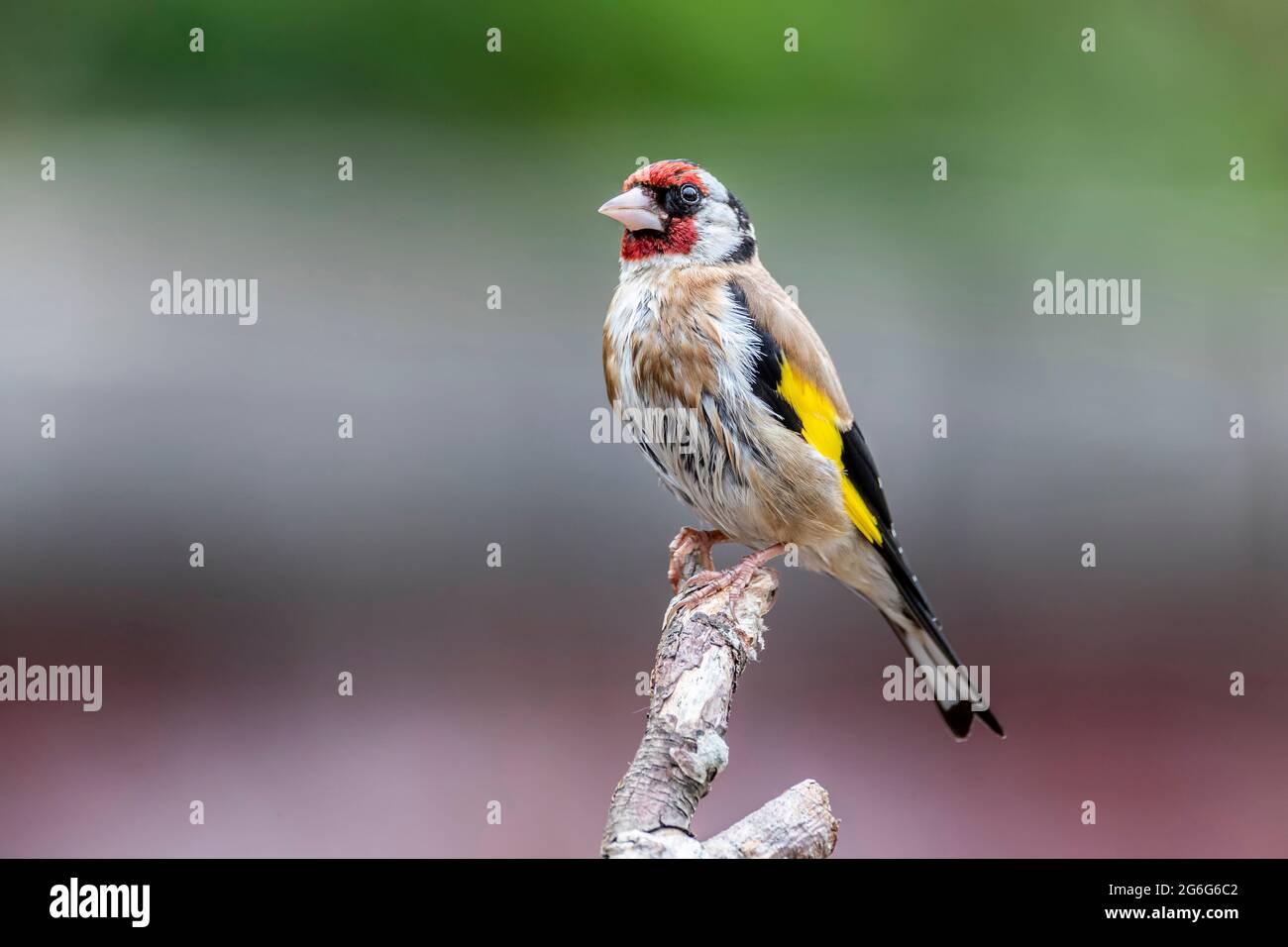 Adulte Goldfinch Carduelis caduelis (Fringillidae) perçant sur du bois mort avec un arrière-plan hors foyer, Northampton, Angleterre, Royaume-Uni. Banque D'Images