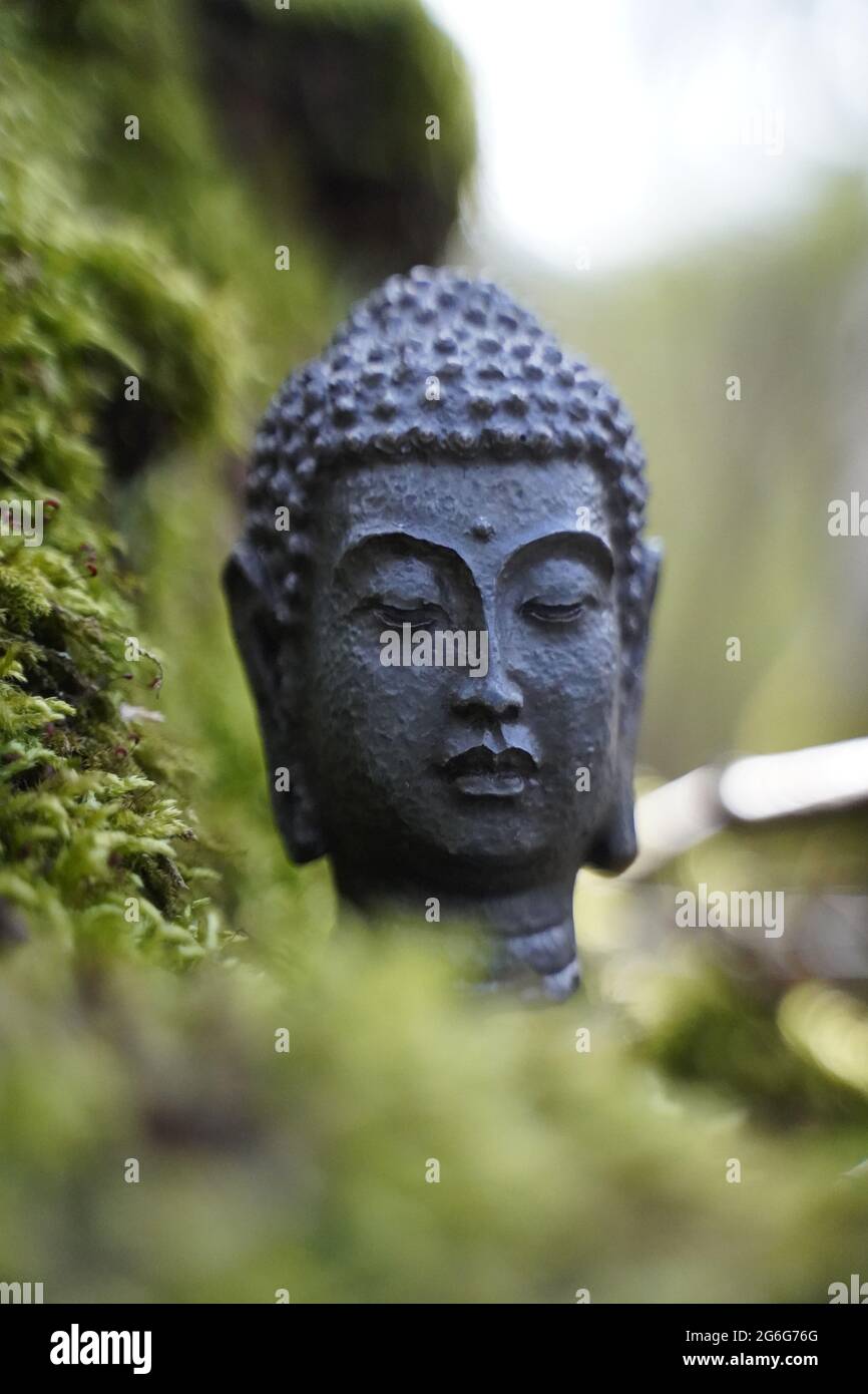 Statue de Bouddha debout dans la forêt oozside avec fond de mousse Banque D'Images