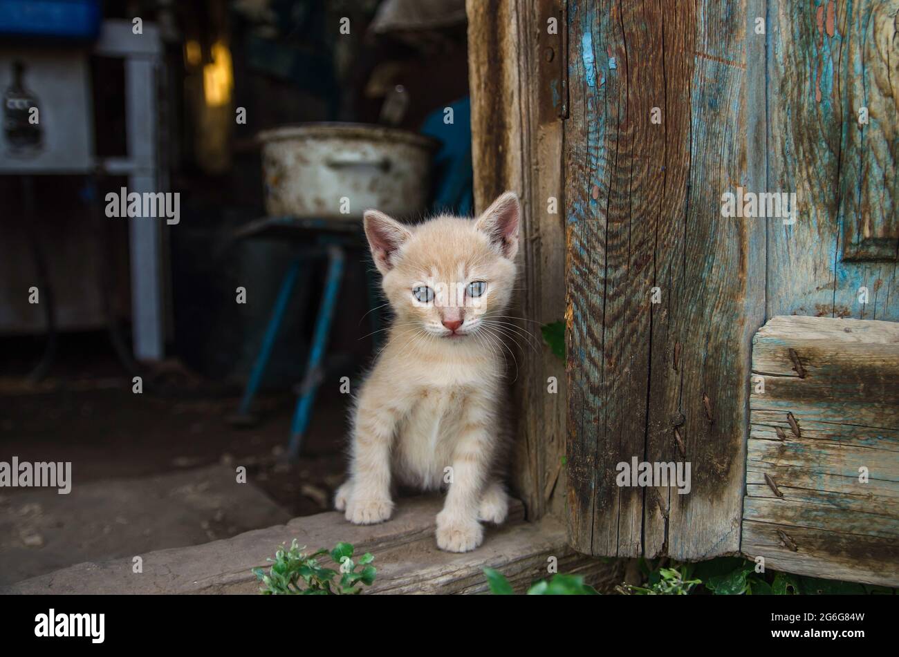 Le chaton au gingembre se trouve dans la porte de la grange. Le chat donne sur l'ancienne buanderie près de la porte en bois. Joli petit chat domestique chaton. Banque D'Images