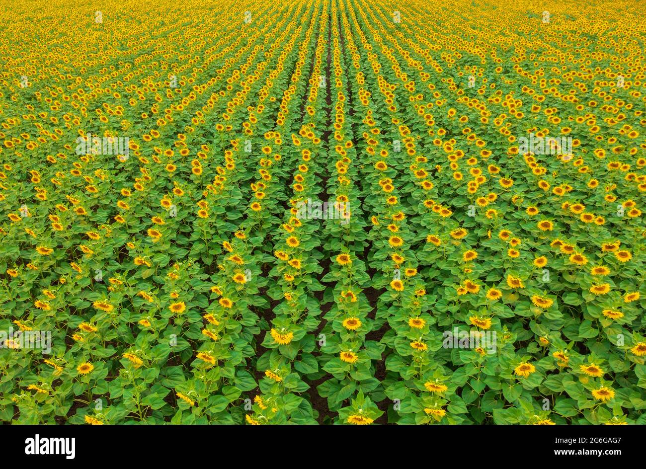 Vue aérienne sur le champ de tournesol cultivé en fleurs à la campagne. Banque D'Images