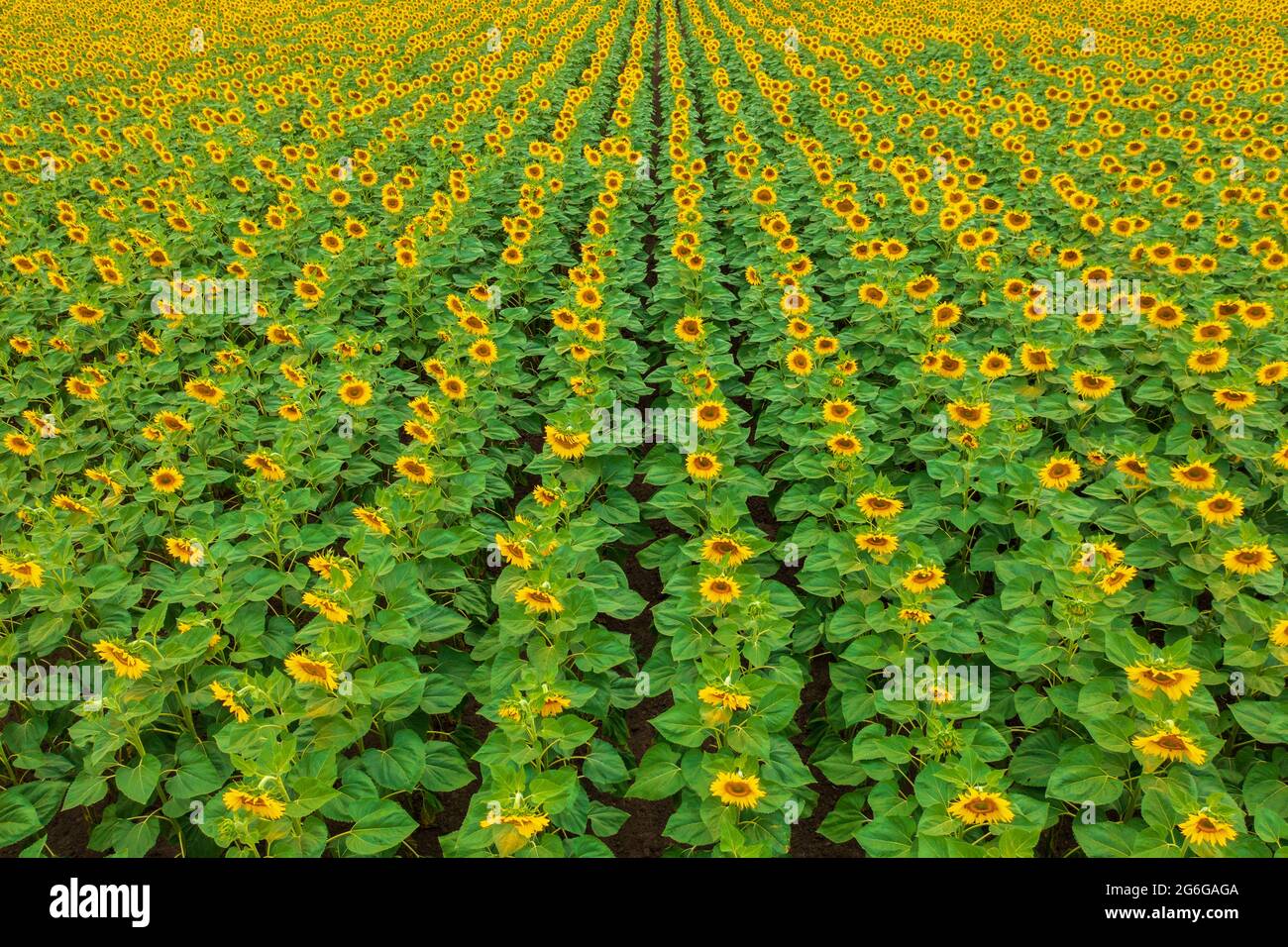 Vue aérienne sur le champ de tournesol cultivé en fleurs à la campagne. Banque D'Images