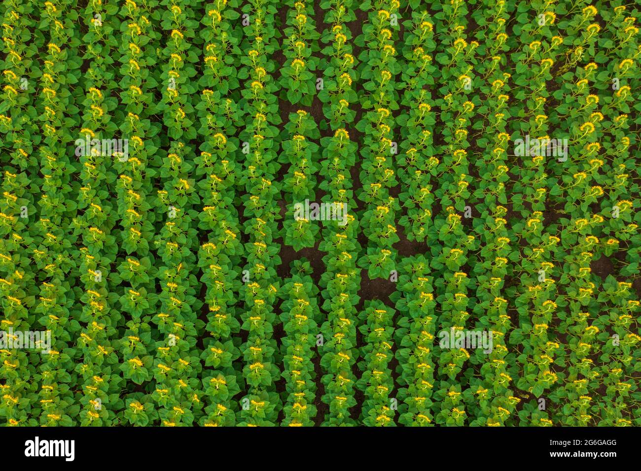 Vue aérienne sur le champ de tournesol cultivé en fleurs à la campagne. Banque D'Images