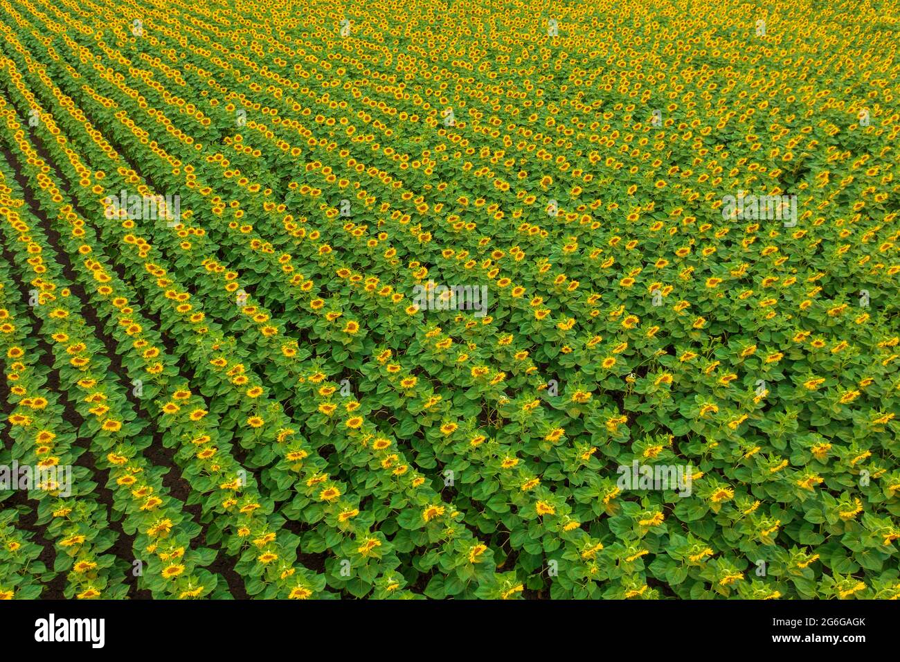 Vue aérienne sur le champ de tournesol cultivé en fleurs à la campagne. Banque D'Images