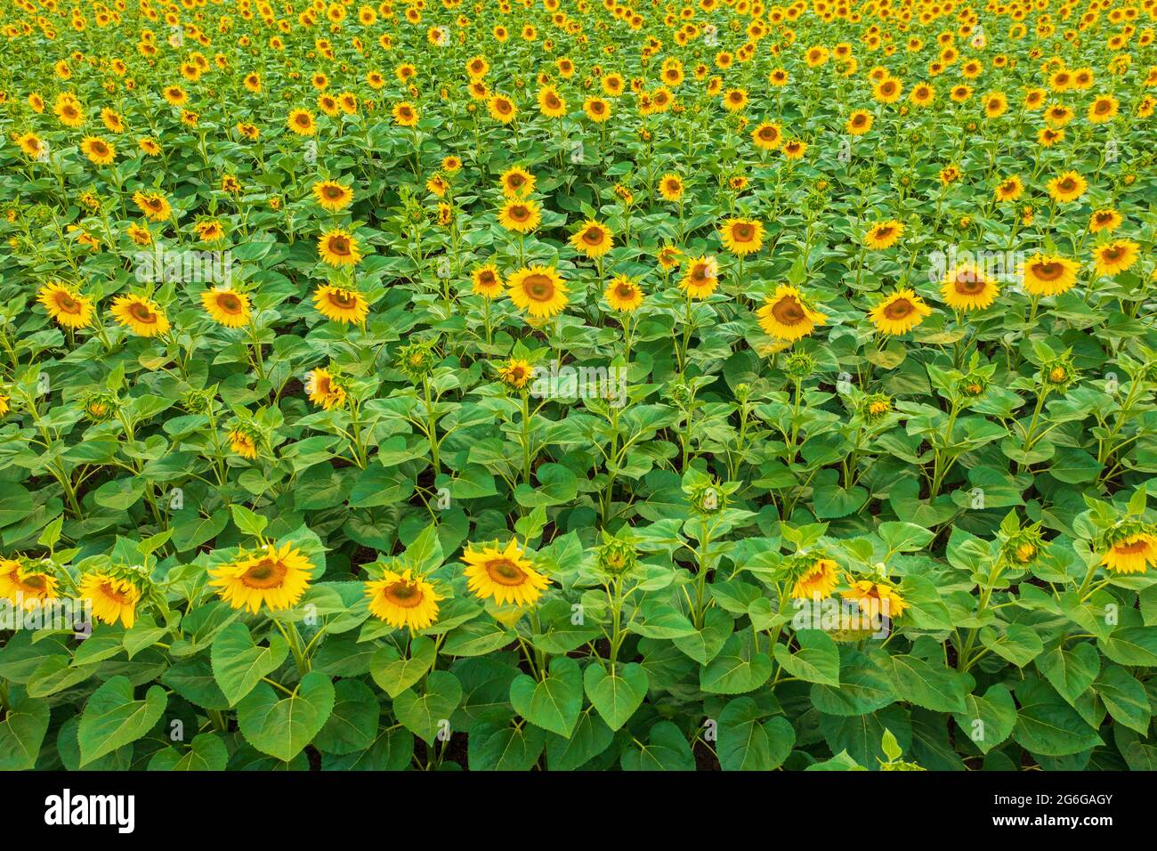 Vue aérienne sur le champ de tournesol cultivé en fleurs à la campagne. Banque D'Images
