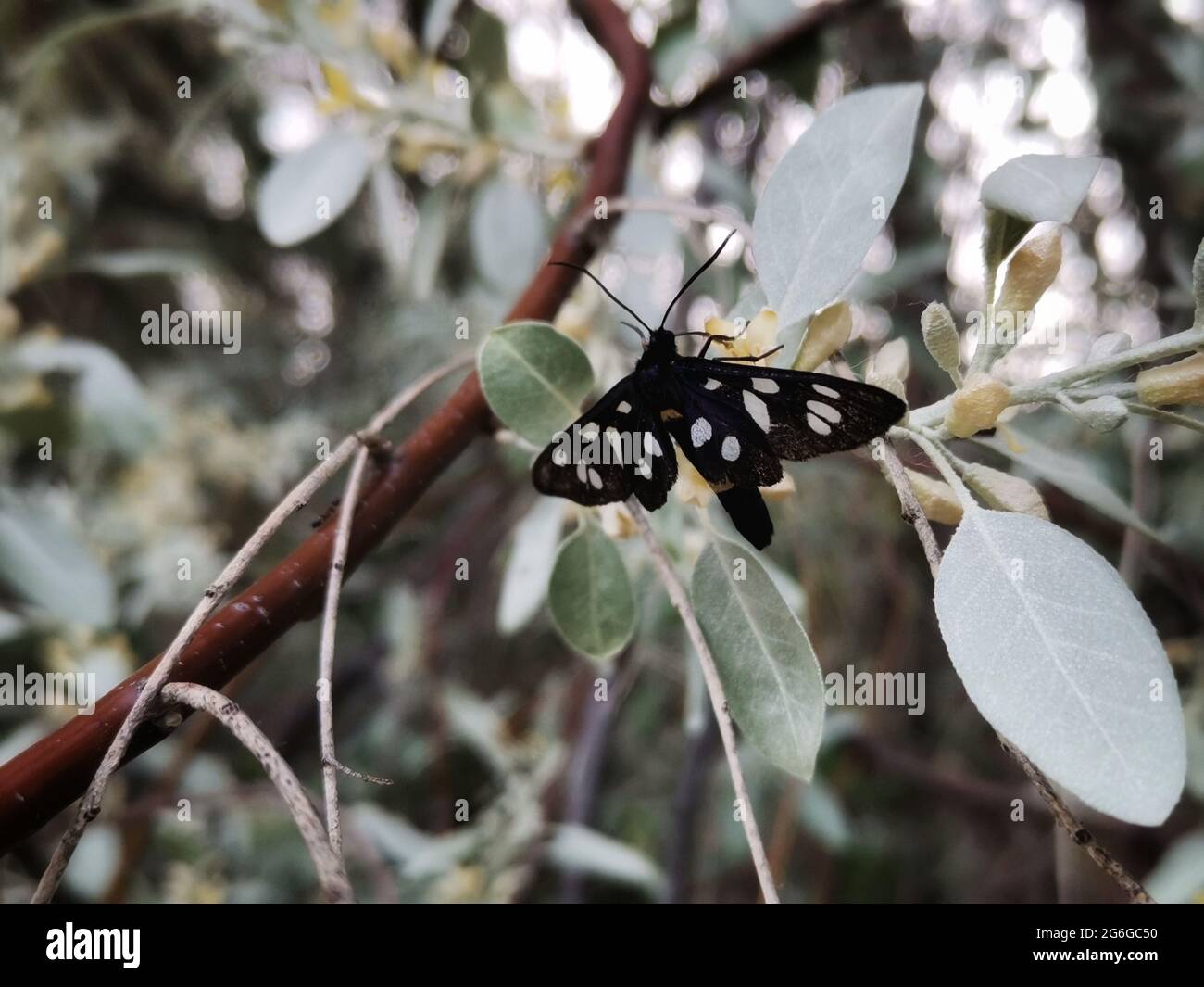 Papillon noir sur l'arbre. Banque D'Images