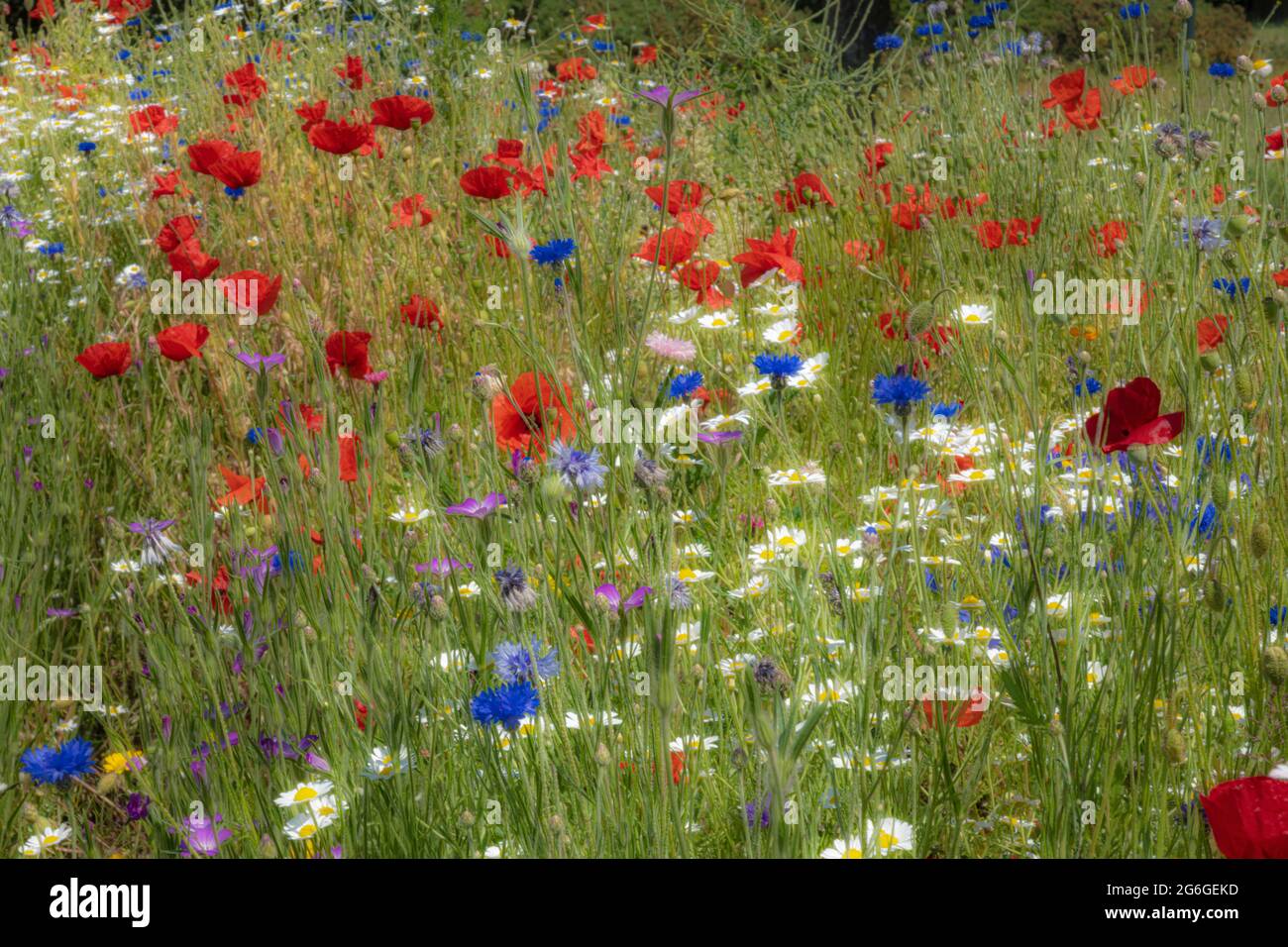 Fleurs sauvages Banque D'Images