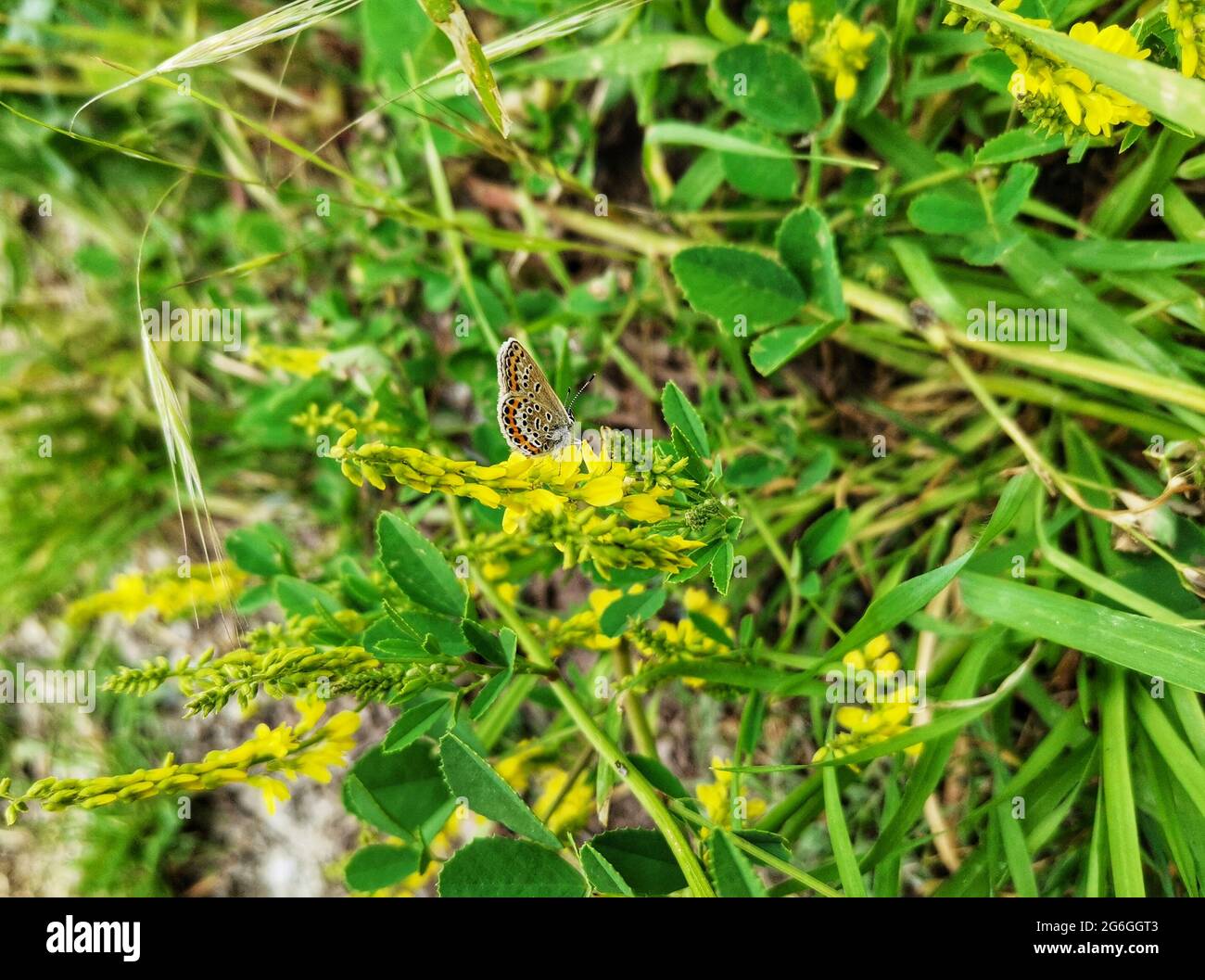 Papillon coloré. Papillon en fleurs. Banque D'Images