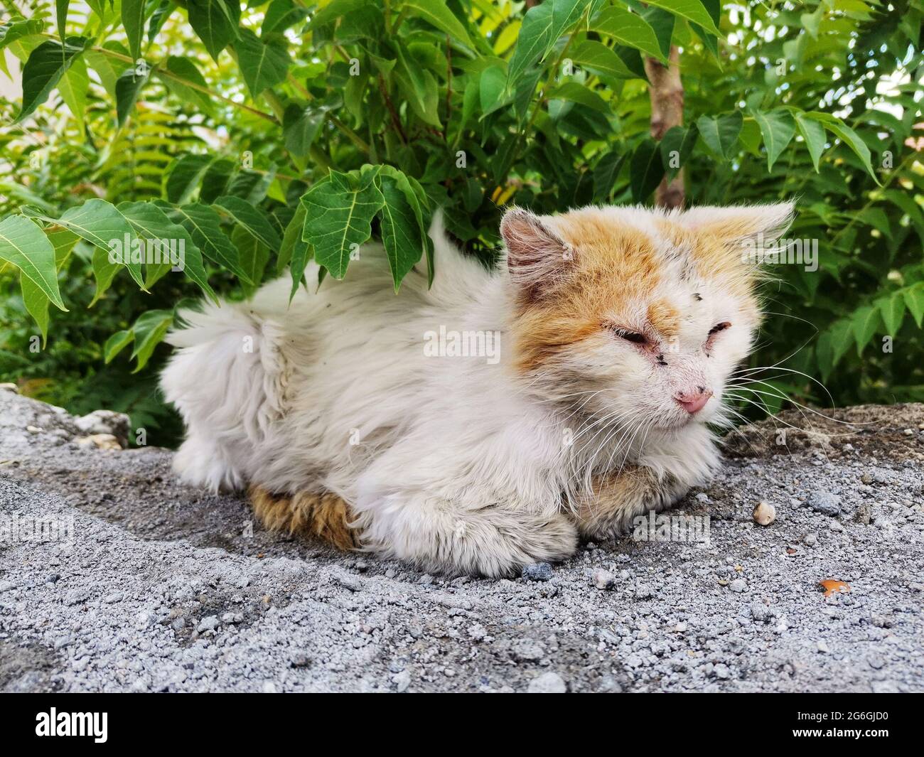 Cat Joli chat dans le jardin. Banque D'Images